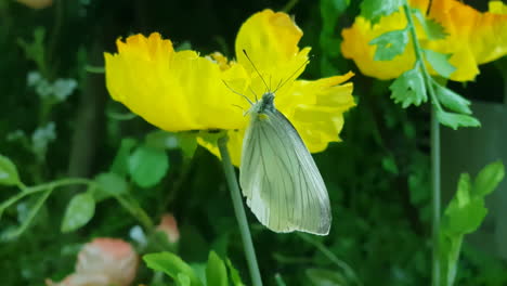 Nahaufnahme-Eines-Grüngeäderten-Weißen-Schmetterlings,-Der-Auf-Einer-Blühenden-Gelben-Blume-Im-Garten-Thront