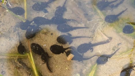 black tadpoles swimming in a lake