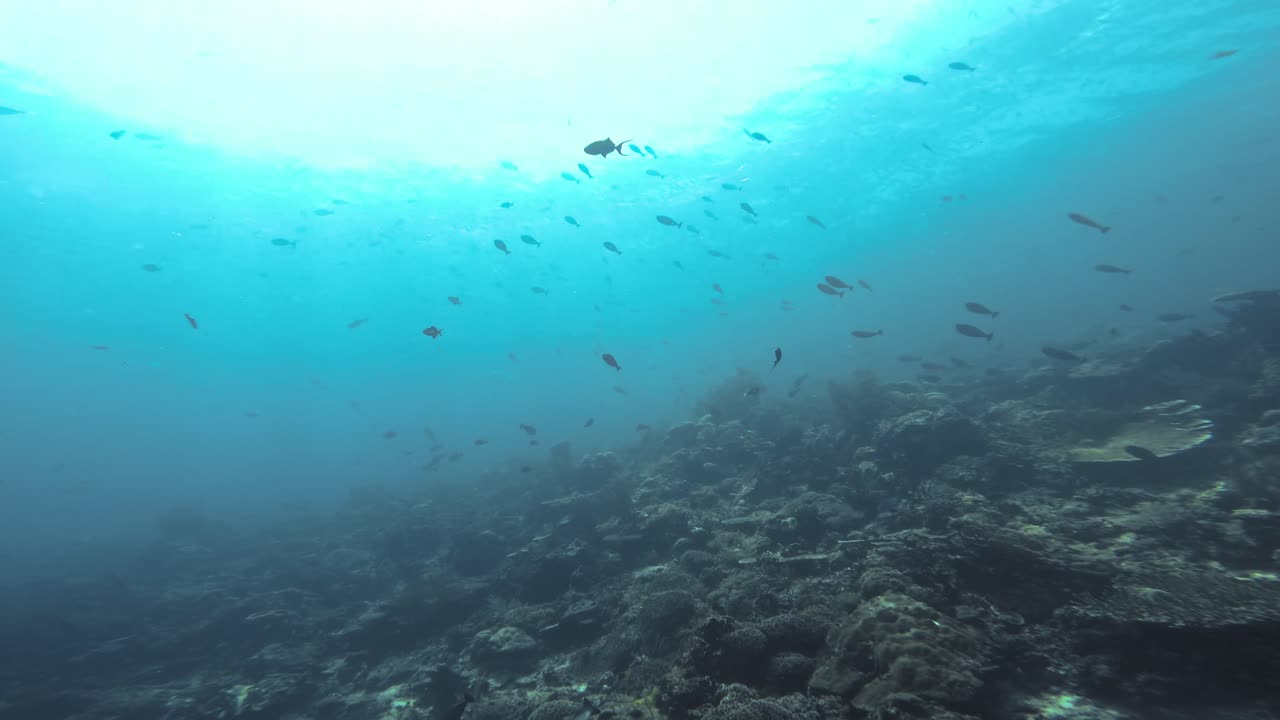una serena escena submarina que captura un vibrante arrecife de coral lleno de diversidad de vida marina