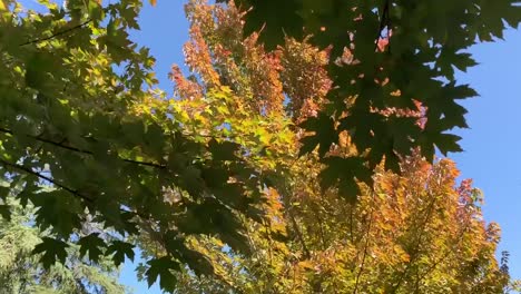 Herbstlaub-Naturvideo-In-HD