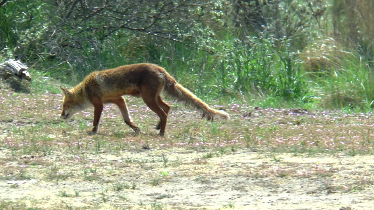 A red fox walks into its territory, stops and looks back