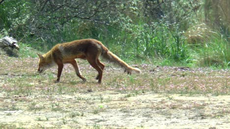 a red fox walks into its territory, stops and looks back