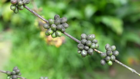enfermedad de la planta de café, hongo negro o moho en granos de café verdes, concepto agrícola