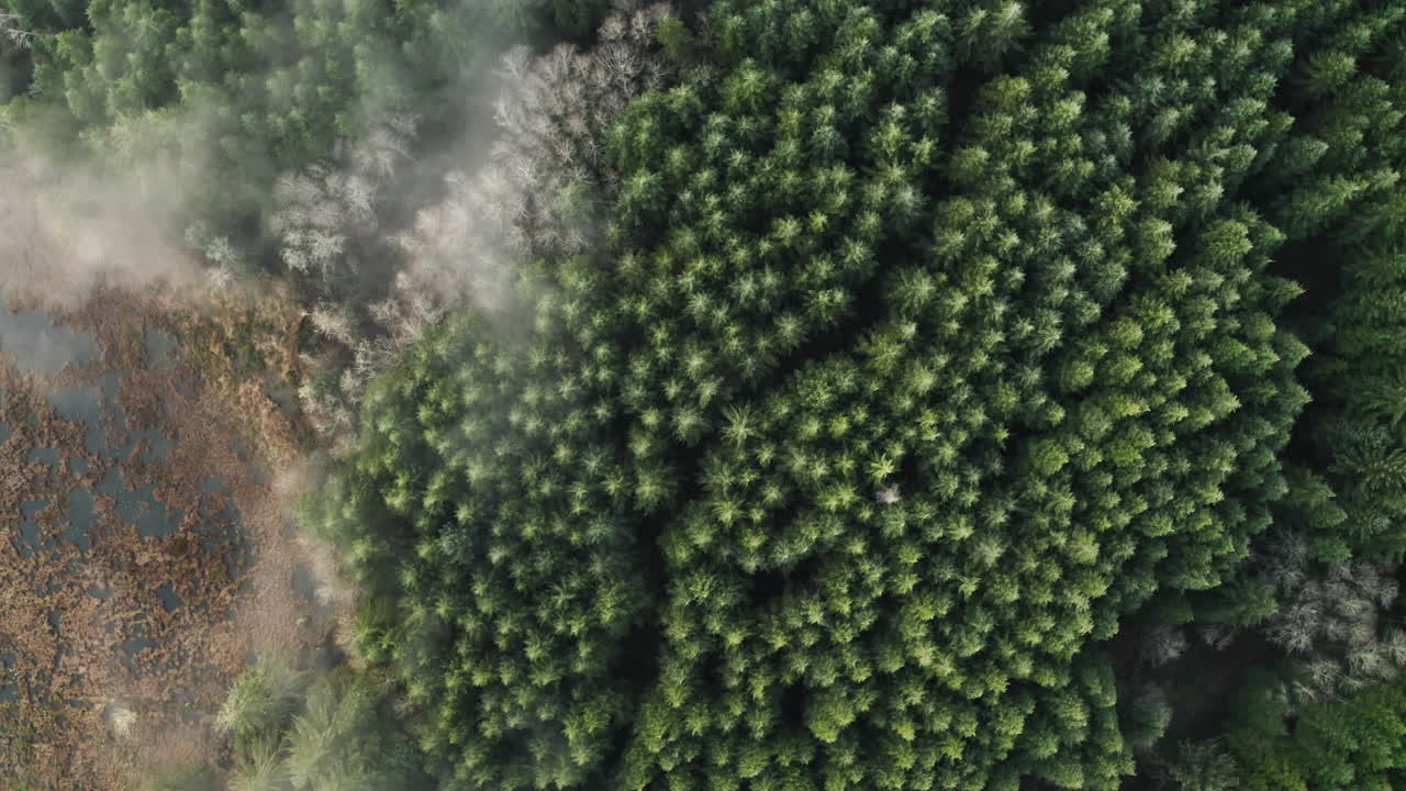 Bird's-eye View Of Douglas Fir and Alder Trees, Fog and Lake In Oregon - aerial drone shot