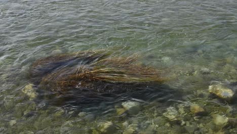 river water flowing past plant