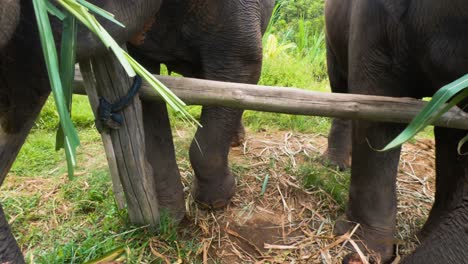 elephants eating sugarcane plants in the sanctuary in chiang mai, thailand - extreme close up slowmo