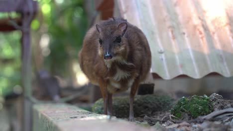 pregnant mother lesser mouse-deer, tragulus kanchil, standing still against blurred background, munching and chewing with mouth movements, close up handheld motion shot