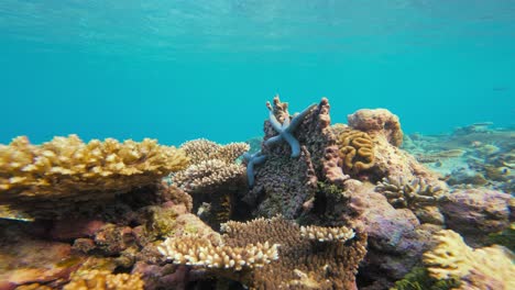 two blue starfish rest on a vibrant coral reef in the calm waters of great barrier reef, australia. this static shot captures the beauty of the reefscape, with colorful corals and rich marine life.