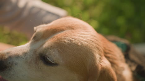 close-up of hand rubbing dog s head with grooming glove under warm sunlight, fur visible on glove, tongue hanging out in joy, with background featuring blurred greenery