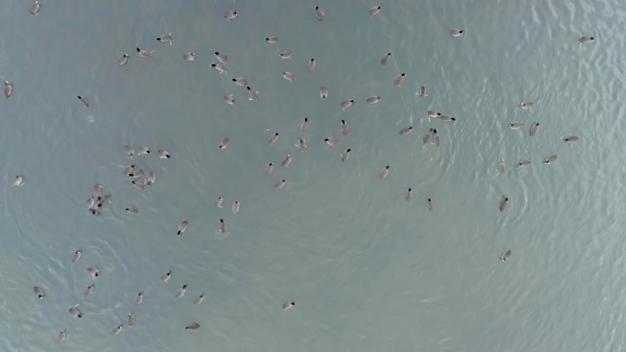 호수 에서 수영 하는 오리 들 의 무리 4k