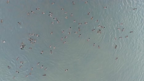 Flock-of-ducks-swimming-in-the-lake-4k