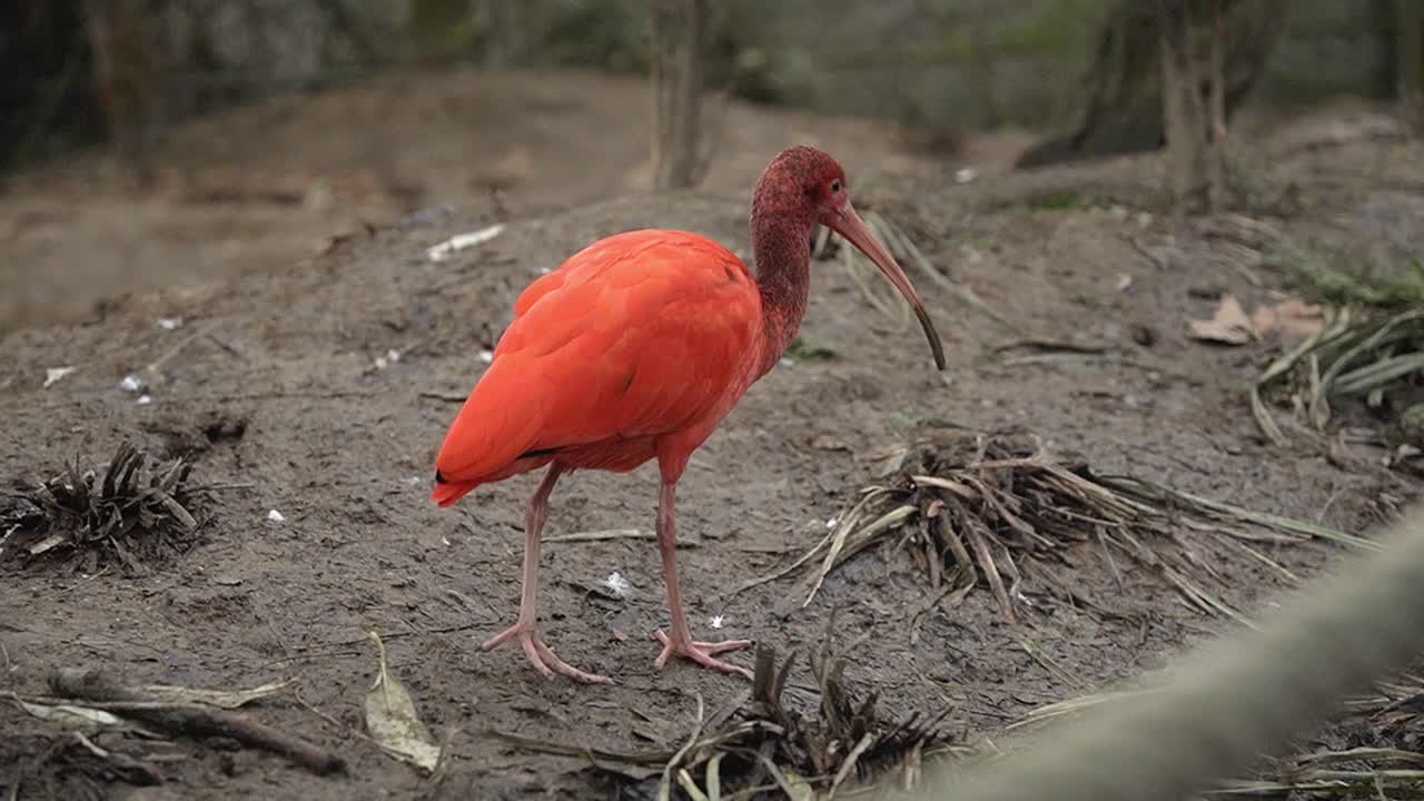 una foto de cerca de un ibis rojo en busca de comida en un santuario de aves