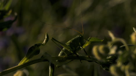 close-up of a green grasshopper on a plant stem