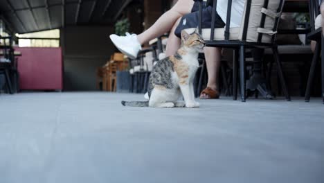 street cat waiting for bite in local cyprus cafe, static view