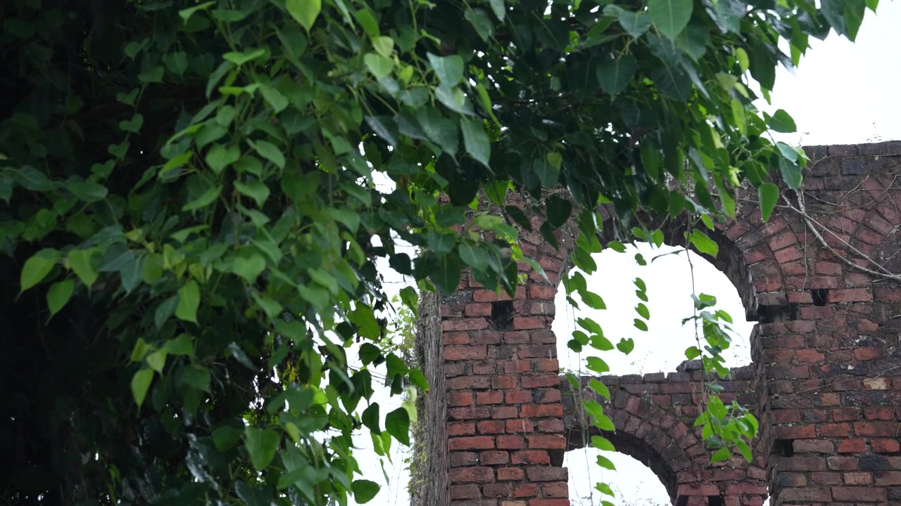 Una vecchia casa e un albero vengono inzuppati dalla pioggia.
