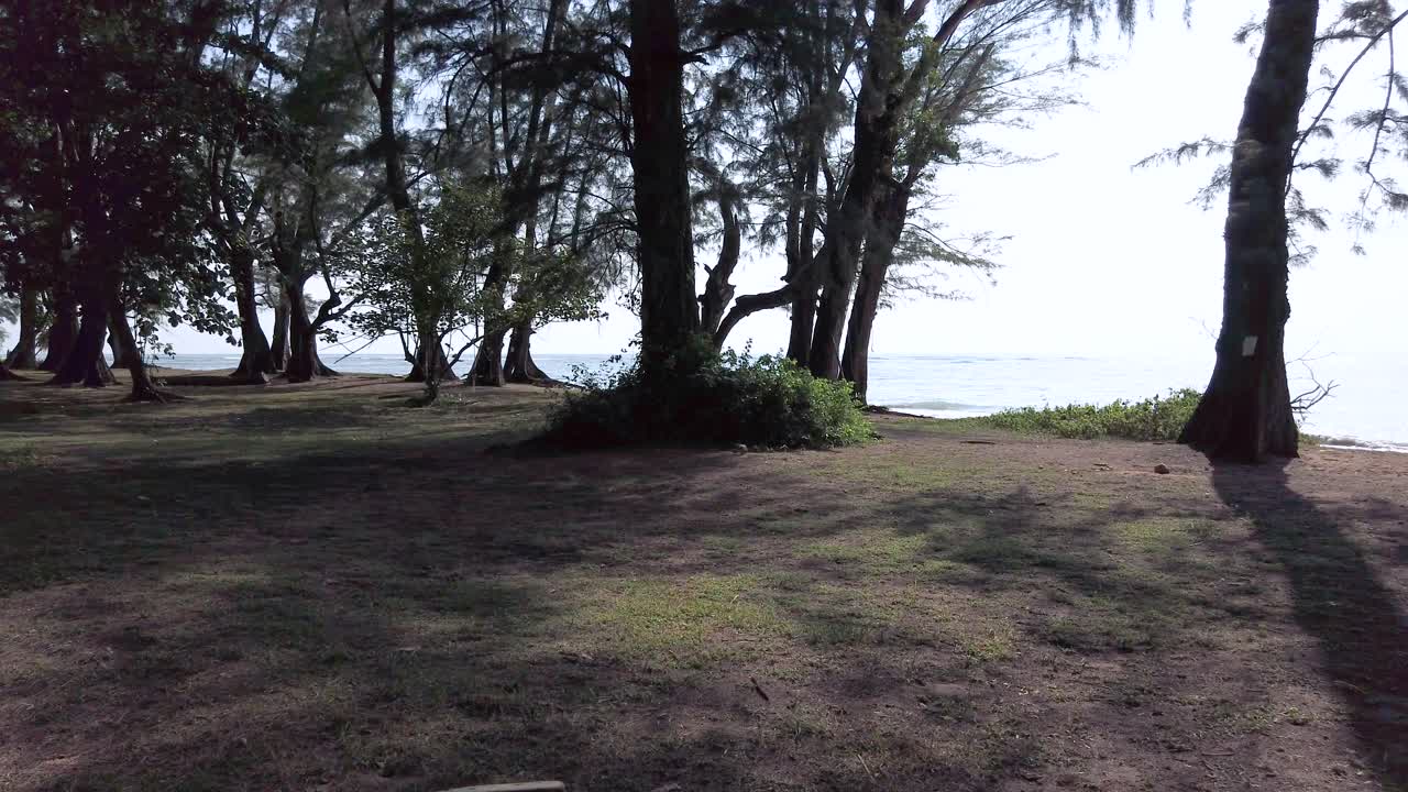 vista panorámica del parque verde cerca del mar con paisaje de playa de arena blanca en el soleado día de verano en phuket, tailandia, con pino marino en primer plano-4k uhd video