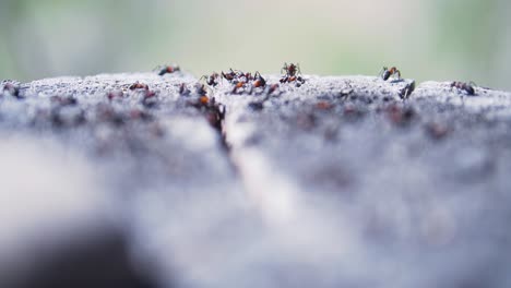 ants on a wooden surface