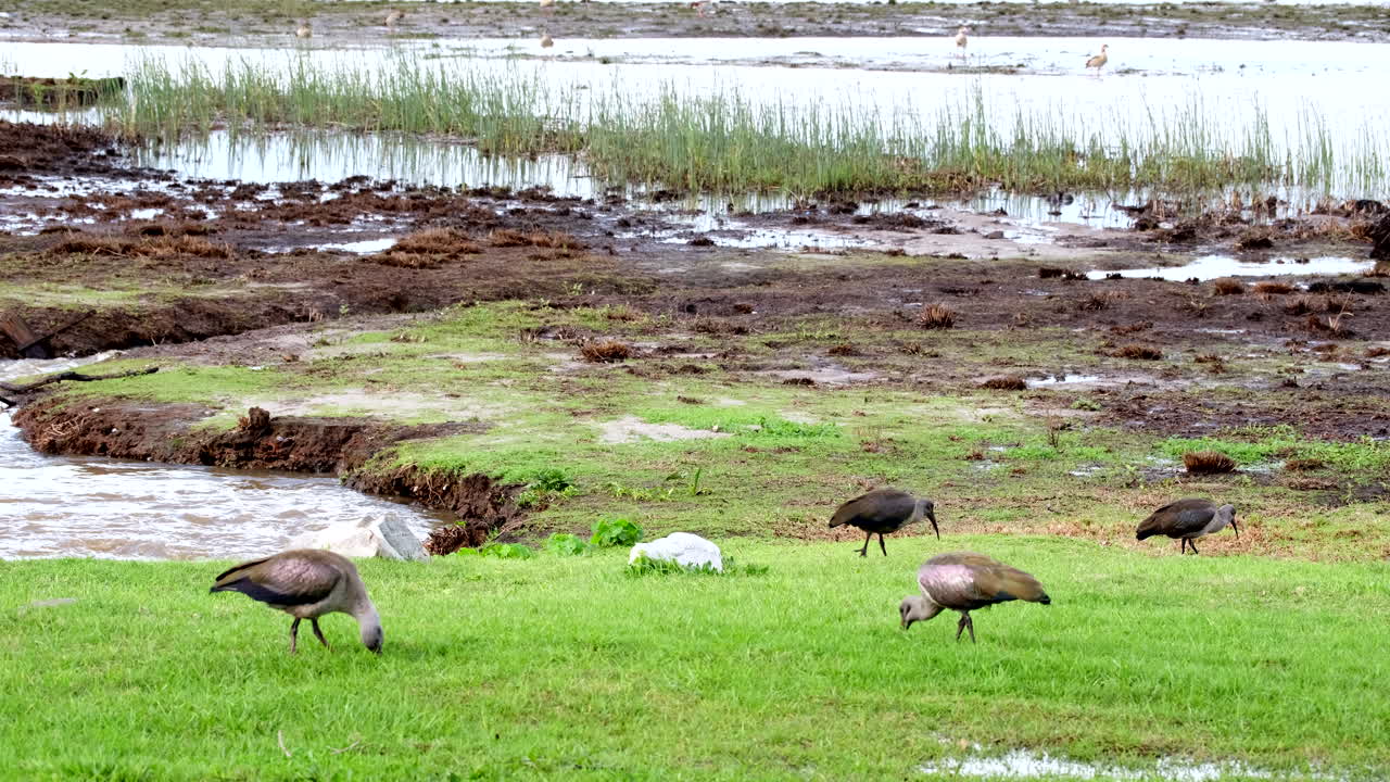 Group of hadada ibis using de-curved bills to probe wet grass foraging for worms