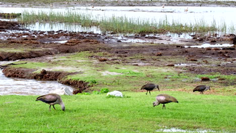 group of hadada ibis using de-curved bills to probe wet grass foraging for worms