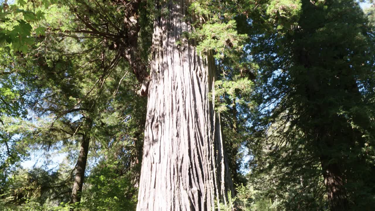 Big Tree in Redwoods, California