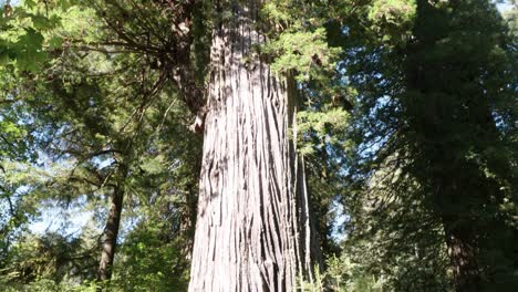 un gran árbol en redwoods, california