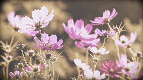 field of pink and white cosmos flowers in soft light