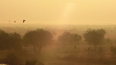 Vögel-Bei-Sonnenaufgang-Auf-Dem-Hintergrund-Der-Wunderschönen-Natur-Indiens-In-Zeitlupe.-Rajasthan,-Indien.