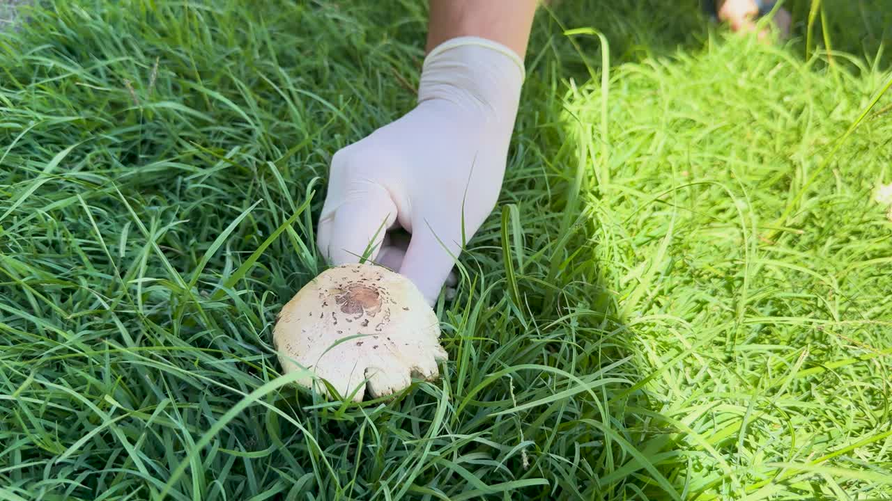 A gloved hand carefully picks a mushroom from lush green grass in bright daylight