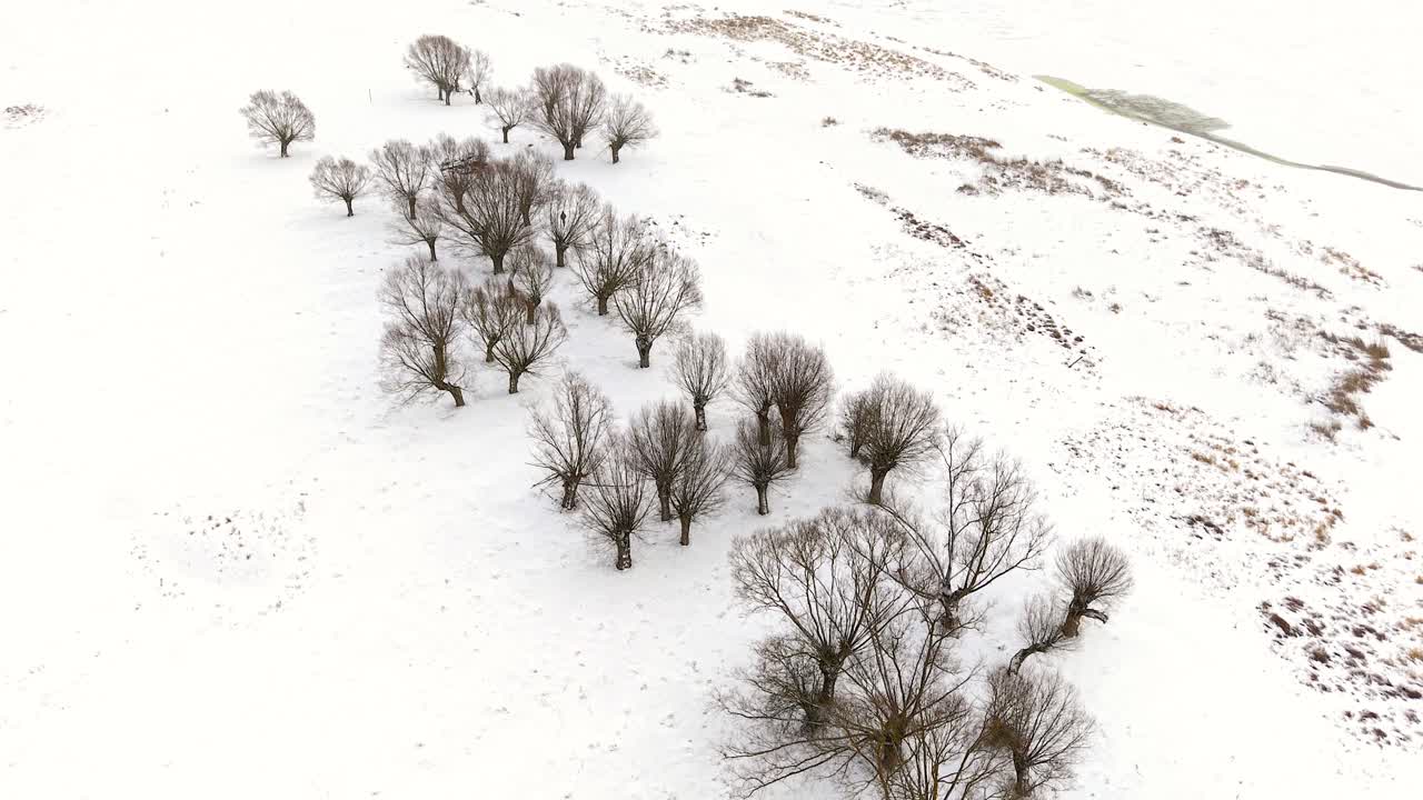 Drone's perspective of a minimalist winter scenery. Bare willow trees standing in a snow covered field in a rural polish landscape