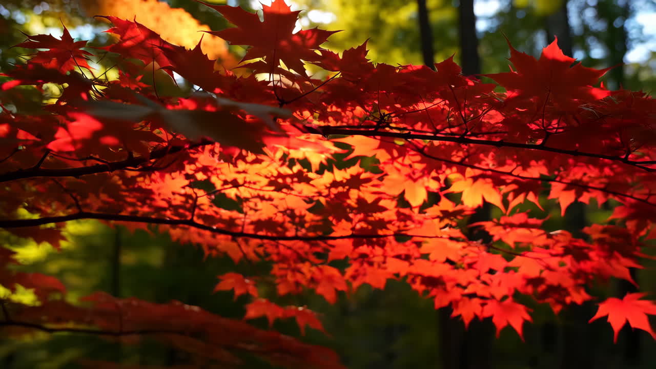 가을 나무에 나뭇잎