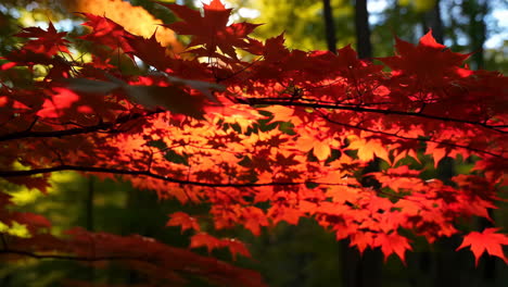 hojas de otoño en un árbol