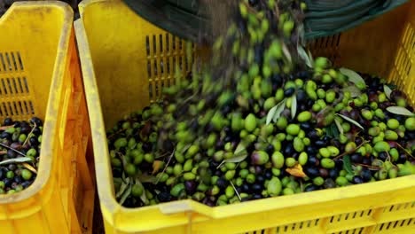 farmer putting harvested olives in crate