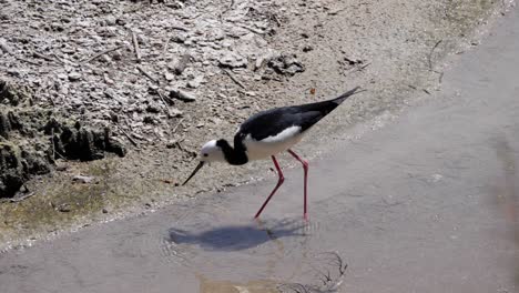 ultra slow motion shot of pied stilt bird feeding in water in new zealand