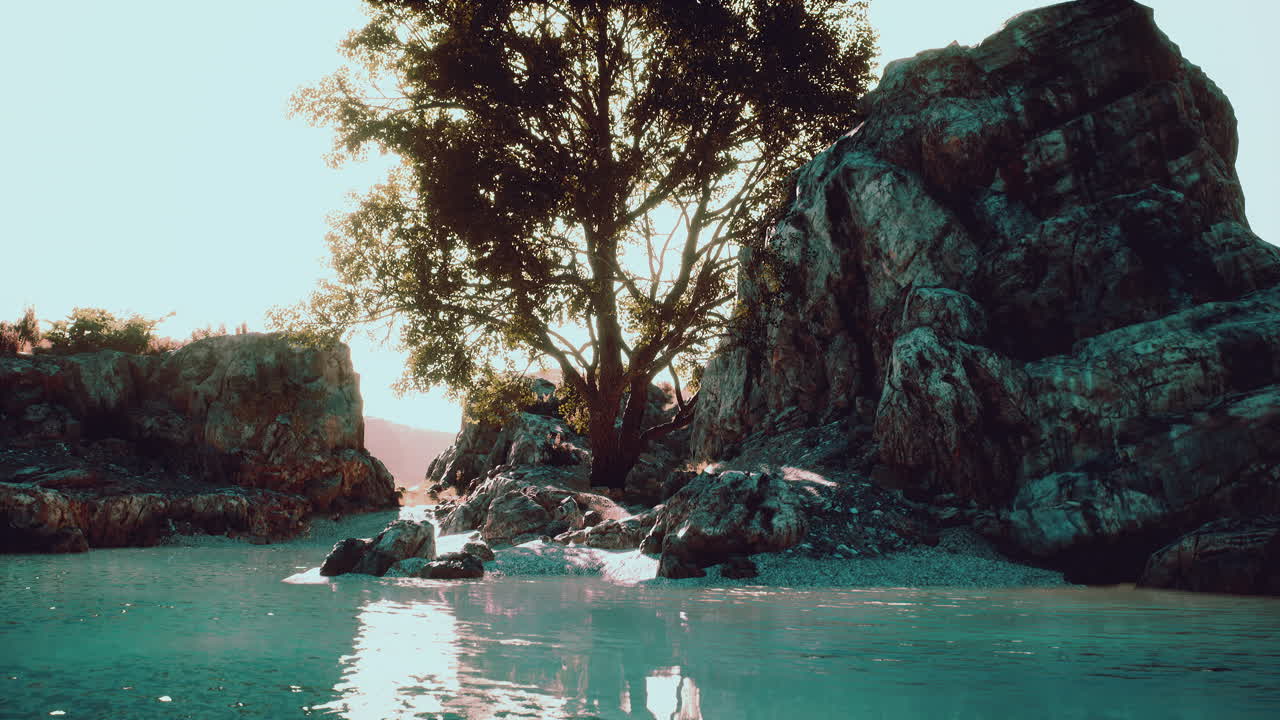 árbol exótico en un acantilado cerca del océano