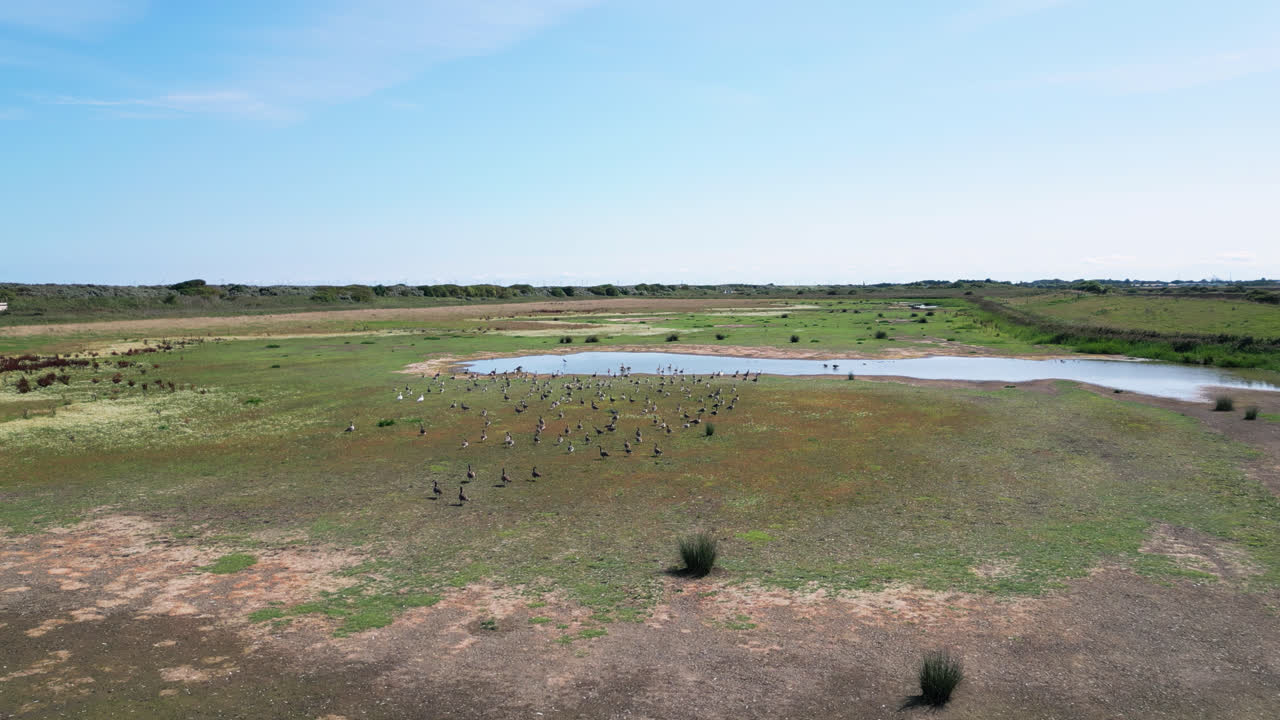 위에서, 비디오 영상은 링컨셔 해안의 소금물 습지를 보여줍니다. 바다 새들이 호수와 내륙 호수에서 날아가고 휴식을 취하고 있습니다.