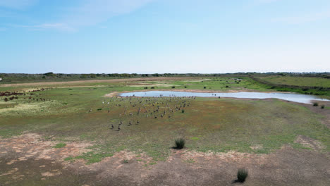 From-above,-video-footage-showcases-the-saltwater-marshes-on-the-Lincolnshire-coast,-with-seabirds-soaring-and-resting-on-the-lagoons-and-inland-lakes