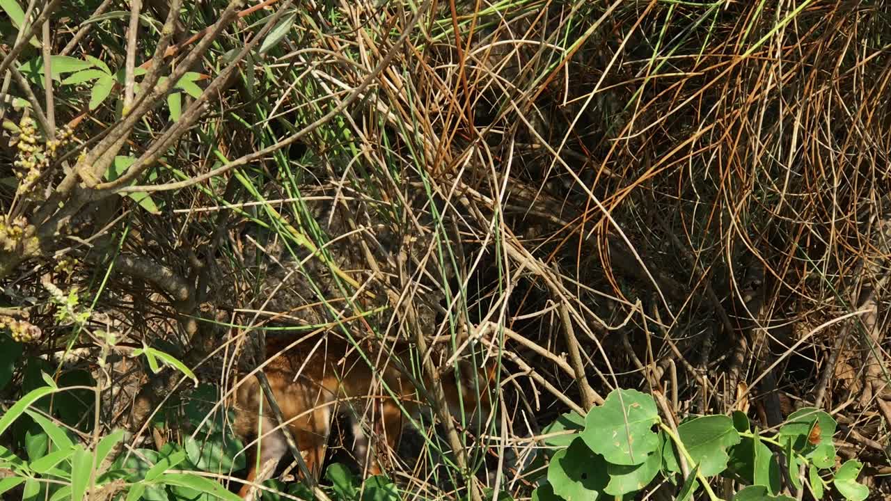 Red Fox Hides in the bush