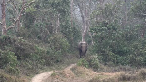 an elephant walking on a trail in the jungle of the chitwan national park