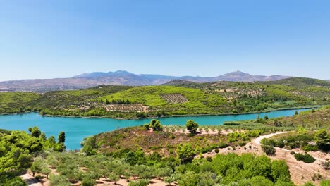 Drone-flight-over-olive-trees-and-the-lake-in-Marathon,-Greece