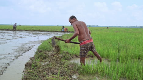 in the heavy rain, indian old aged farmer digging soil in the agricultural field with a grub hoe, farmer working in a rainy day