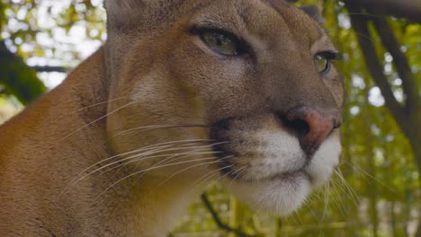 a majestic puma scans its surroundings, transitioning from a side profile to a three-quarter view. a captivating moment showcasing the grace of this rescued big cat.