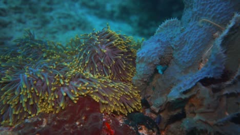 a purple anemone with some clown fish hiding in it