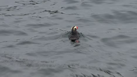 Frailecillo-Copetudo-Nadando-En-Verano-En-Alaska