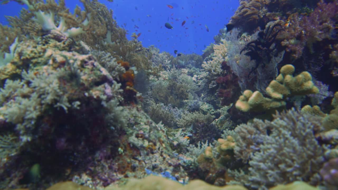 la cámara se desliza en un hermoso arrecife de coral y al final del clip se puede ver a los buzos en la distancia