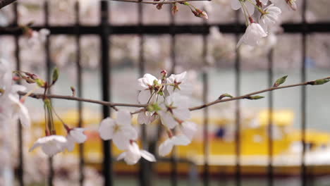 cherry blossoms in full bloom with boat in background in japan