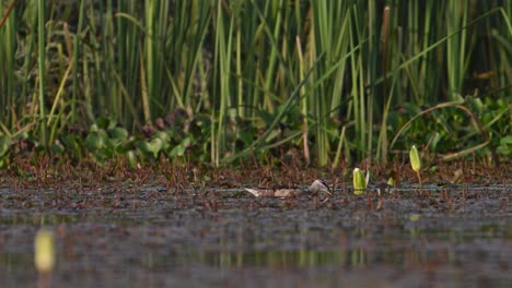 Cotton-Pygmy-Goose,-Nettapus-coromandelianus-feeding-in-Wetland