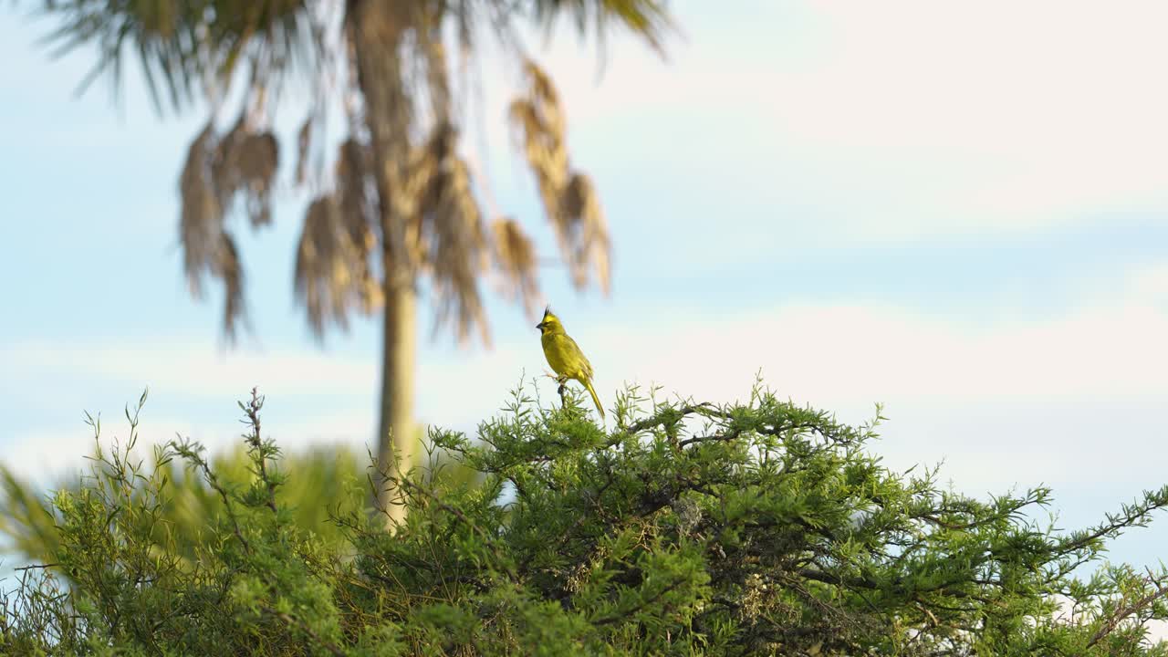 cardenal amarillo en su entorno natural silvestre