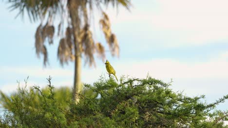 Cardenal-Amarillo-En-Su-Entorno-Natural-Salvaje