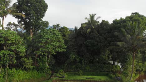 Rice-paddy-in-Lombok-revealing-volcano-mountain-Rinjani,-tropical-forest