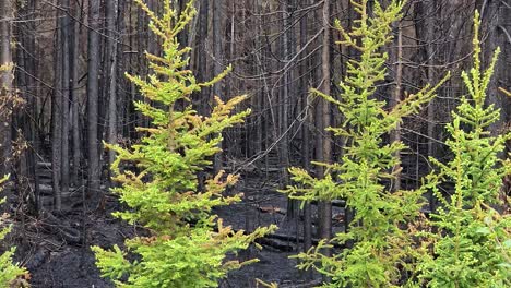 Contraste-Entre-Los-Pinos-Verdes-Y-Quemados-Que-Sobreviven-Después-De-Un-Incendio-Forestal